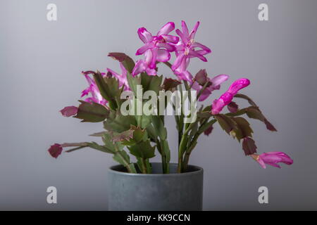 Blühende rosa Weihnachtskaktus schlumbergera in einem Topf auf weißem Hintergrund. Stockfoto