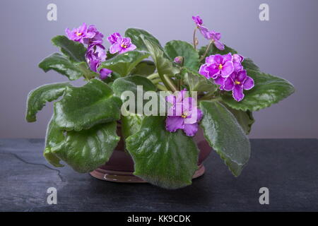 Saintpaulias afrikanische Veilchen, Saintpaulien ionantha rosa Blume Stockfoto