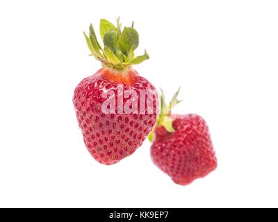 Frische ganze individuelle Erdbeeren Stockfoto