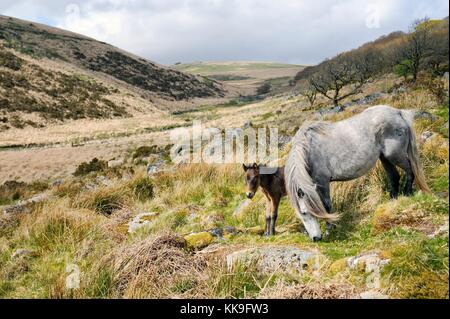 Dartmoor Ponys, Nationalpark Dartmoor, Devon, England. Stute und Fohlen.wistman wistmans Holz im Westen Dart Valley in der Nähe von Two Bridges. Stockfoto