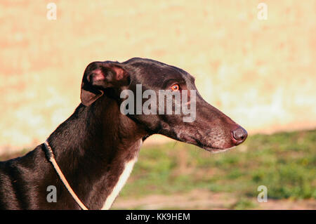 Schöner junger spanischer Windhund, auch in Spanien Galgo genannt. Schwarz glänzender Hund Stockfoto