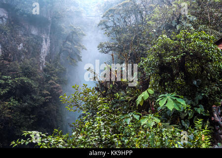 Berg Regenwald, in der Nähe des Wasserfalls pailon del Diablo in den Anden. Banos Ecuador. Stockfoto