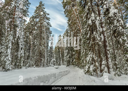 Schönen winter Blick mit einer Straße durch einen Nadelwald mit hohen riesige Bäume im Schnee und Schneeverwehungen Fichte Stockfoto