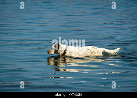 Hund Angeln in Blau von selimiye Gewässern der agea früh am Morgen, Halbinsel Bozburun, Marmaris, Mugla, Türkei Stockfoto