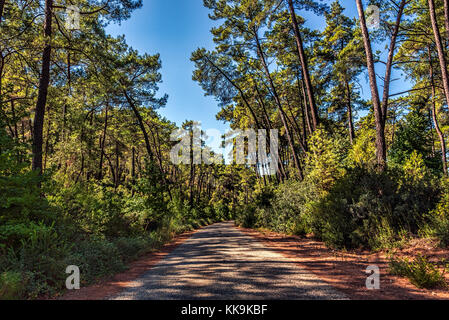 Pinienwald im Sommer unter blauem Himmel in Marmaris, Mugla, Türkei Stockfoto