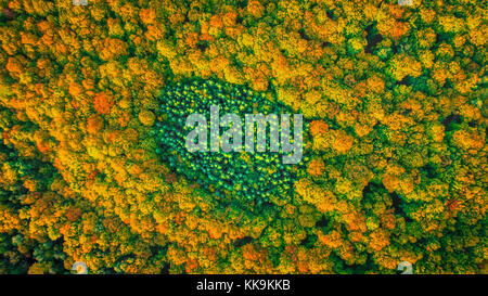 Nadelwald Insel komplett durch Laubwald im Herbst Farben umgeben Stockfoto