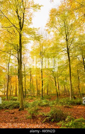 Goldenen Farben des Herbstes ind Wald in der Nähe von Sandy Lane Chippenham Wiltshire England Großbritannien Stockfoto