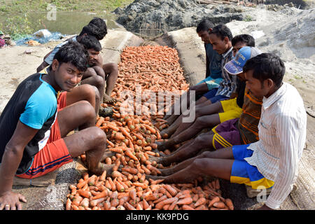 Manikganj, Bangladesch - Januar 24, 2017: bangladeschischen Bauern benutzen ihre Füße frische Karotten zu reinigen Nach der Ernte bei shinrail, manikganj, Bangladesch. Stockfoto