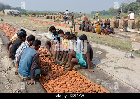 Manikganj, Bangladesch - Januar 24, 2017: bangladeschischen Bauern benutzen ihre Füße frische Karotten zu reinigen Nach der Ernte bei shinrail, manikganj, Bangladesch. Stockfoto