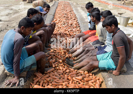 Manikganj, Bangladesch - Januar 24, 2017: bangladeschischen Bauern benutzen ihre Füße frische Karotten zu reinigen Nach der Ernte bei shinrail, manikganj, Bangladesch. Stockfoto