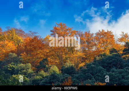 Schönen Buchenwald im Herbst in der Nähe der Stadt Olot in Spanien, La fageda Stockfoto