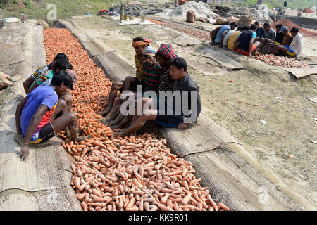 Manikganj, Bangladesch - Januar 24, 2017: bangladeschischen Bauern benutzen ihre Füße frische Karotten zu reinigen Nach der Ernte bei shinrail, manikganj, Bangladesch. Stockfoto