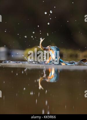 Tauchen Kingfisher Stockfoto