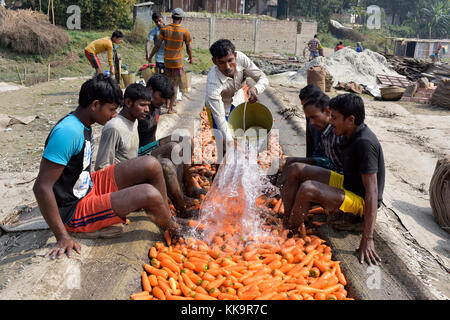 Manikganj, Bangladesch - Januar 24, 2017: bangladeschischen Bauern benutzen ihre Füße frische Karotten zu reinigen Nach der Ernte bei shinrail, manikganj, Bangladesch. Stockfoto