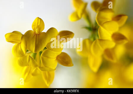 Goldene Blumen der gemeinsamen Bird's-foot, auch genannt Kleeblatt Stockfoto