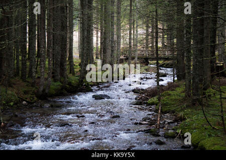 Schönen alpinen Fluss durch einen Nadelwald läuft Stockfoto