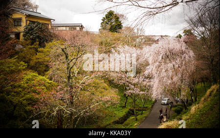 Nara, Japan - Apr 4, 2014 Menschen zu Fuß auf den Berg Yoshino in Nara Präfektur, Japan. yoshino Berg ist berühmt für seine vielen Tausenden von Kirschbaum Stockfoto