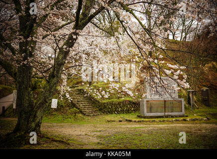 Nara, Japan - Apr 4, 2014. Cherry Blossom auf yoshino Mount in Nara, Japan. yoshino Berg berühmt für seine vielen Tausenden von Sakura Bäumen ist. Stockfoto