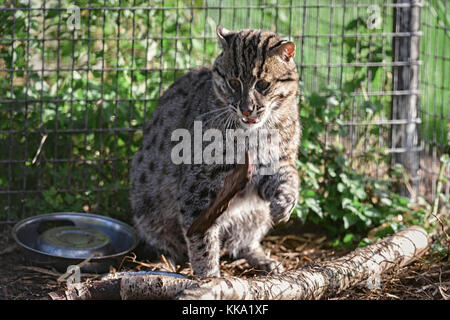 Verspielte eurasischen Wildkatze in Gefangenschaft Stockfoto