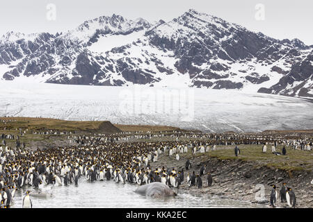 Elefantenrobben und Königspinguine in St. Andrew's Bay, South Georgia Island Stockfoto