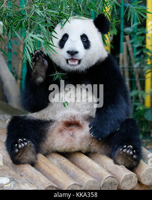 Nuan nuan (bedeutet Wärme), das erste malaysische geborene panda Cub auf der Holzbank sitzen ist im Panda Conservation Center in Kuala Lumpur, Malaysia Stockfoto