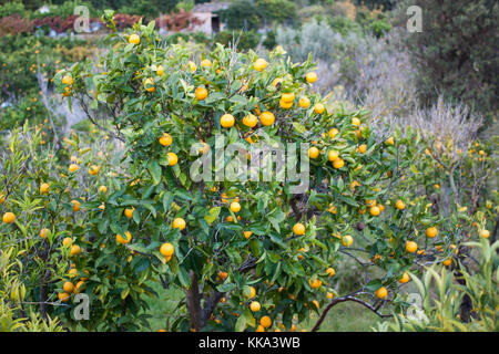 Orange Obstgarten mit Früchte wachsen in biniaraix Dorf in der Nähe von Soller. Soller, Mallorca, Spanien Stockfoto