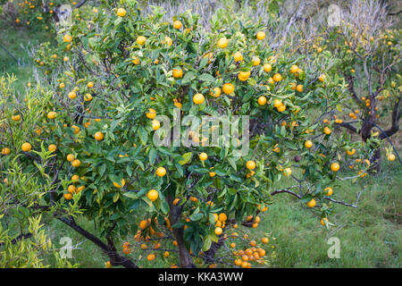 Orange Obstgarten mit Früchte wachsen in biniaraix Dorf in der Nähe von Soller. Soller, Mallorca, Spanien Stockfoto