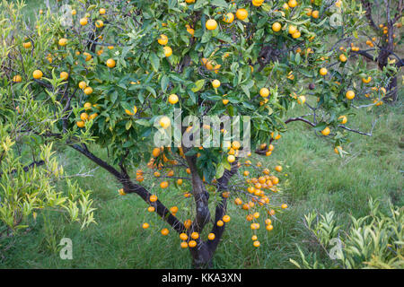 Orange Obstgarten mit Früchte wachsen in biniaraix Dorf in der Nähe von Soller. Soller, Mallorca, Spanien Stockfoto