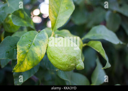 Nahaufnahme einer Lemon Tree mit einem grünen Zitronen wachsen. das Tal von Sóller, Mallorca, Spanien Stockfoto
