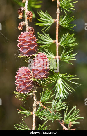 Europäische Lärche, Larix decidua, Zweig mit jungen Zapfen, Europäische Lärche Stockfoto