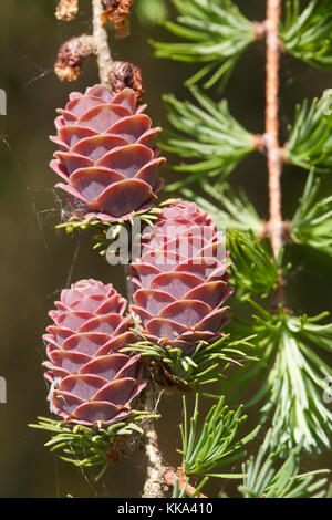 Europäische Lärche, Larix decidua, Zweig mit jungen Zapfen, Europäische Lärche Stockfoto