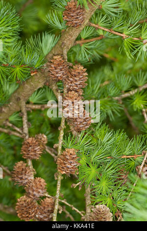Europäische Lärche, Larix decidua, Zweig mit Zapfen, Europäische Lärche Stockfoto