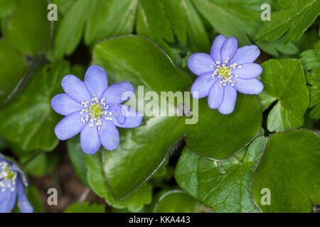 Gewoehnliches Leberblümchen, Leber-Blümchen, Hepatica nobilis, Liverleaf, Leberblatt Stockfoto