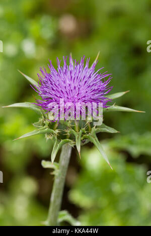 Mariendistel, Christi Krone, Donnerdistel, Fieberdistel, Frauendistel, Silybum marianum, syn. Carduus marianus, Distel, Marian Thistle, Mary Thi Stockfoto