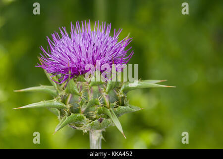Mariendistel, Christi Krone, Donnerdistel, Fieberdistel, Frauendistel, Silybum marianum, syn. Carduus marianus, Distel, Marian Thistle, Mary Thi Stockfoto