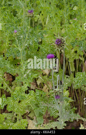 Mariendistel, Christi Krone, Donnerdistel, Fieberdistel, Frauendistel, Silybum marianum, syn. Carduus marianus, Distel, Marian Thistle, Mary Thi Stockfoto