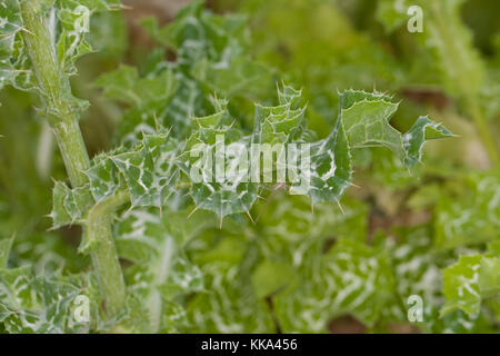 Mariendistel, Christi Krone, Donnerdistel, Fieberdistel, Frauendistel, Blatt, Silybum marianum, syn. Carduus marianus, Distel, Marian Thistle, M. Stockfoto