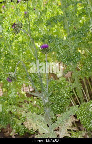 Mariendistel, Christi Krone, Donnerdistel, Fieberdistel, Frauendistel, Silybum marianum, syn. Carduus marianus, Distel, Marian Thistle, Mary Thi Stockfoto