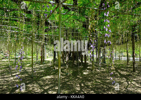 Wisteria Bäume an der Ashikaga Flower Park in Tochigi, Japan. Stockfoto