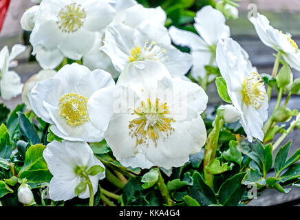 Immergrüne Staude Pflanze - White Christmas rose - christrosen Blumen Stockfoto