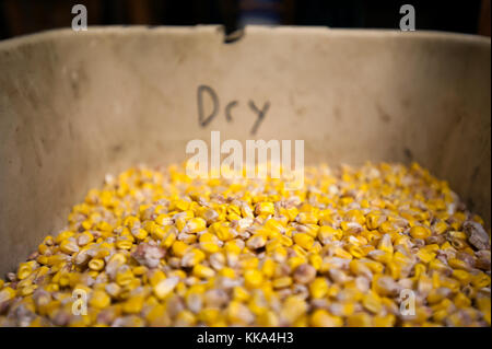 In der Nähe von FRISCH GEERNTETEN MAIS IN EINEM TEST BIN AUF EINEM BAUERNHOF IN BLOOMING Prairie, Minnesota. Stockfoto