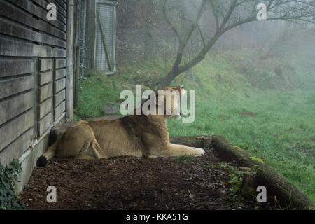 Löwin Gähnen an einem kalten, nebligen November Morgen in einem Zoo in Österreich Stockfoto