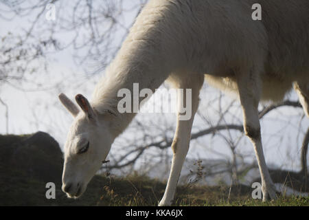 Weiß Lama Beweidung auf einem Hügel Stockfoto