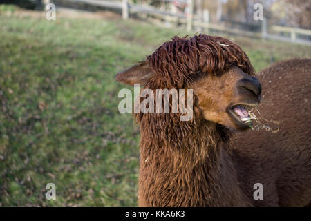 Braune Lama mit lustigen Haarschnitt kauen Gras Stockfoto