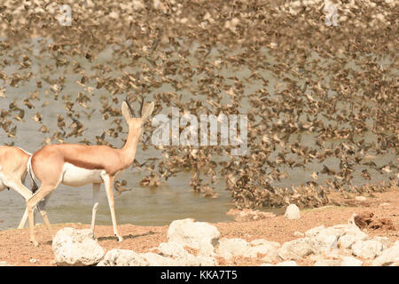 Etosha National Park Stockfoto