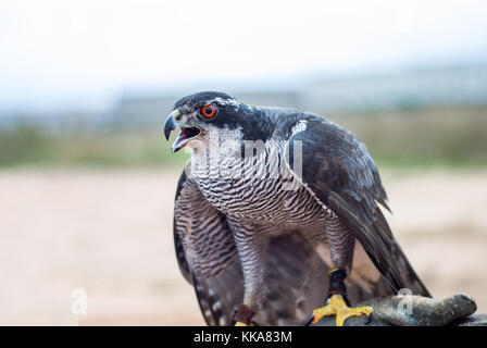 Ente Falke, Falco peregrinus Stockfoto