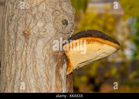 Nahaufnahme eines shaggy Halterung auf einem Baum, Inonotus hispidus Stockfoto