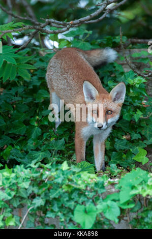 Red Fox, Vulpes vulpes, auf Gartenhaus Dach im Sommer, London, Vereinigtes Königreich Stockfoto