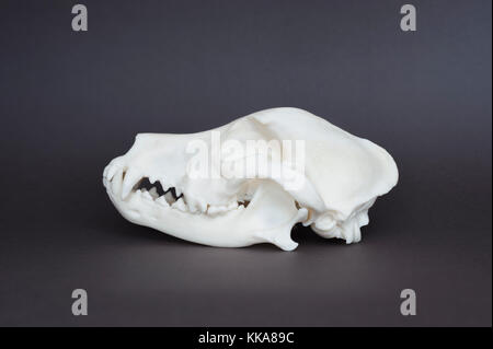 Replica Schädel der Haushund (Canis familiaris oder Canis Lupus Familiaris), canine, Molaren und Schneidezähne Stockfoto