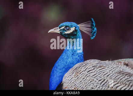 Männliche indische Pfau oder Pfau (Pavo cristatus), Keoladeo Ghana National Park, Bharatpur, Rajasthan, Indien Stockfoto